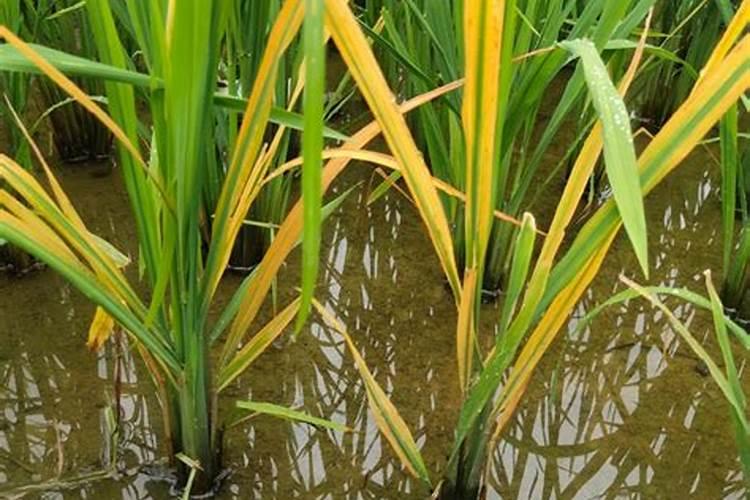 黑色的肥料是什么肥