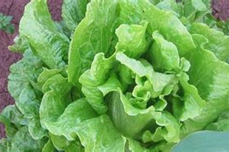 芸苔素喷施最佳时间