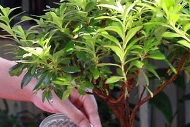 杜鹃花什么时间施肥最好 杜鹃花施肥时间和方法