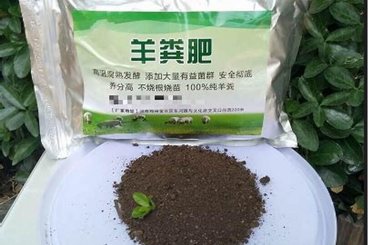 我家里的地每年上羊粪不知道在上什么肥料