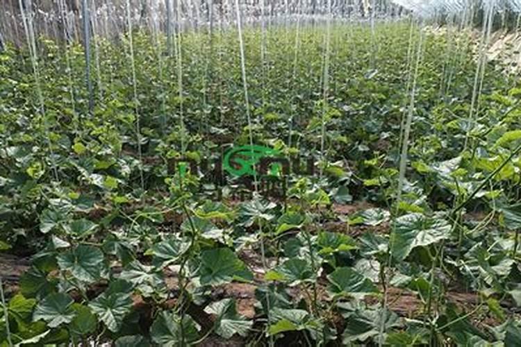 钾肥影响果的生长吗