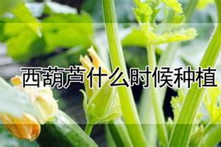 怎样种好叶用莴苣(生菜)？