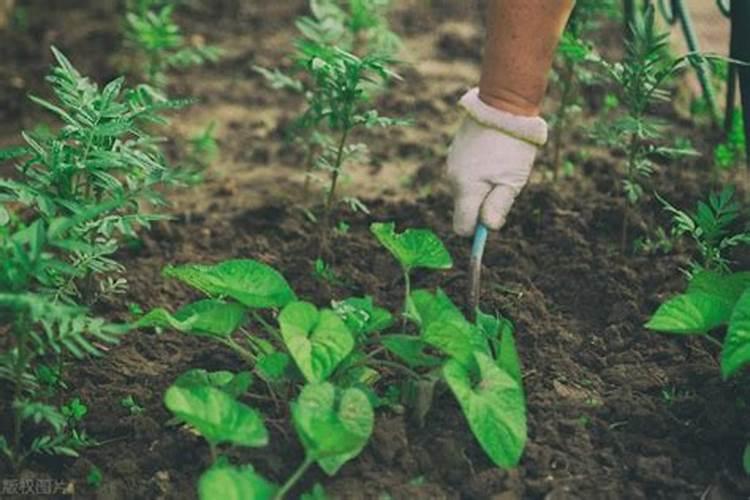 果实膨大期,钙肥亩施用量