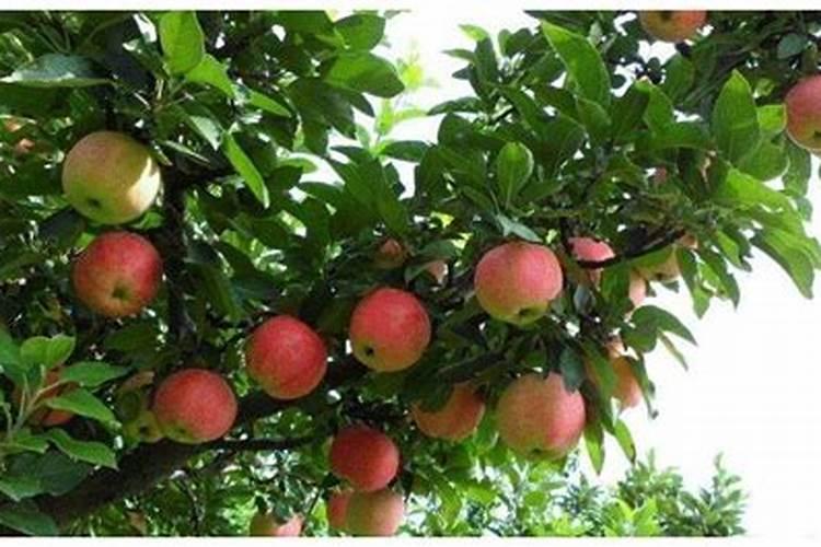 苹果树夏季什么时候施肥？