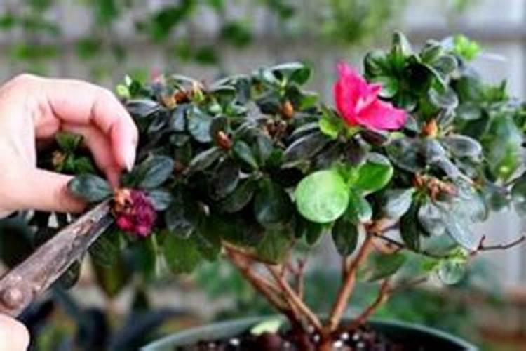 珍珠吊兰如何繁殖