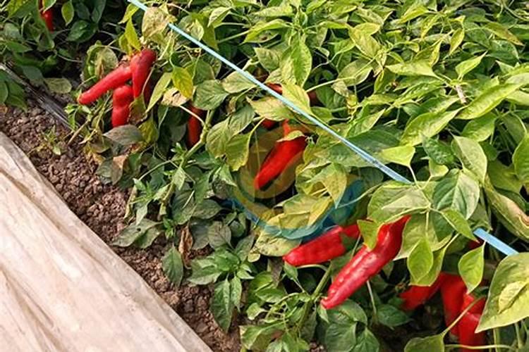 冲施肥的使用方法