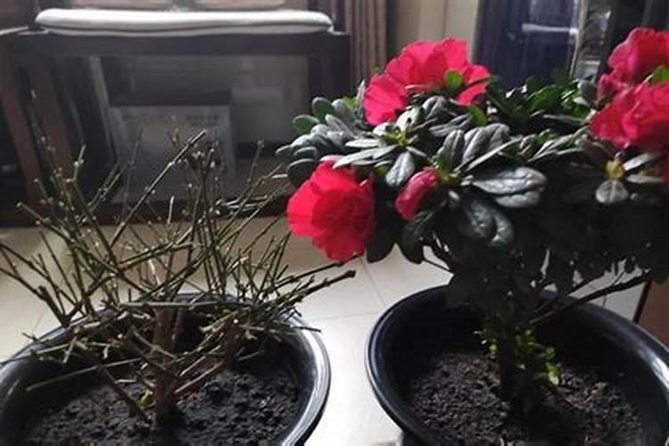 西红柿结果期上什么肥料产量高？西红柿用哪种水溶肥效果好？