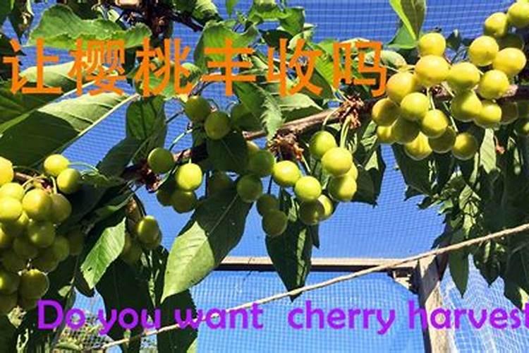 大樱桃果实膨大期施什么冲施肥