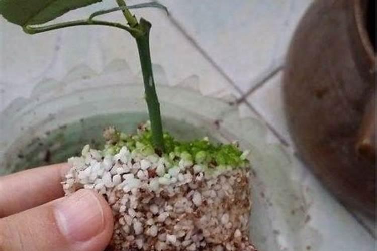 冬天刚买的天竺葵花苗要怎么养护