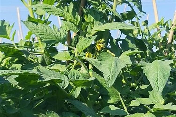 短梗霉多糖用途