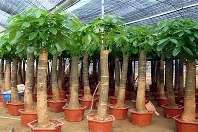 发财树多久施肥一次