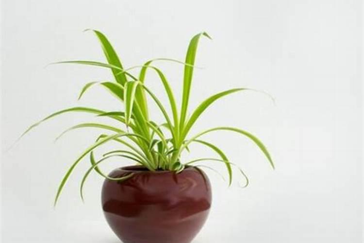 钾肥对植物的作用与功效 钾肥对植物有什么作用
