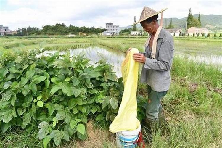 水稻钾肥什么时间施