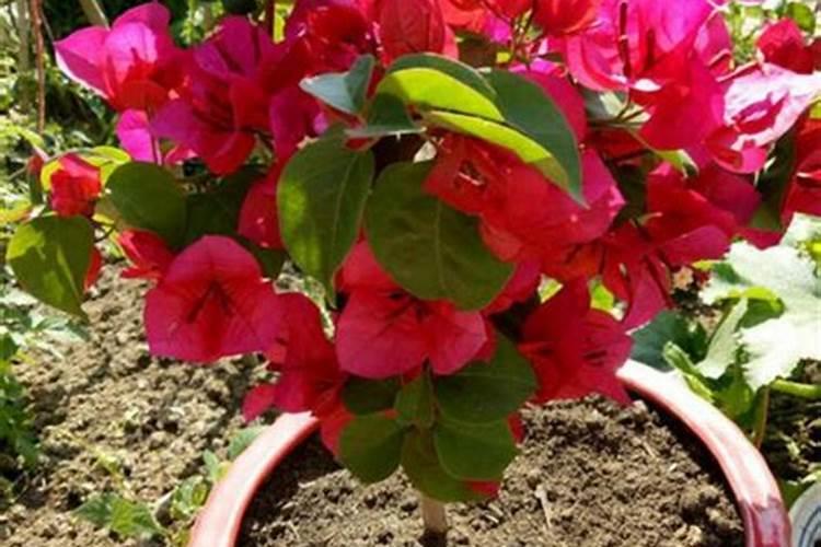 常见的中量元素肥料有哪些？怎么用？