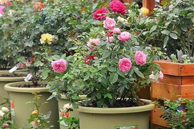 月季花什么时后施肥最好