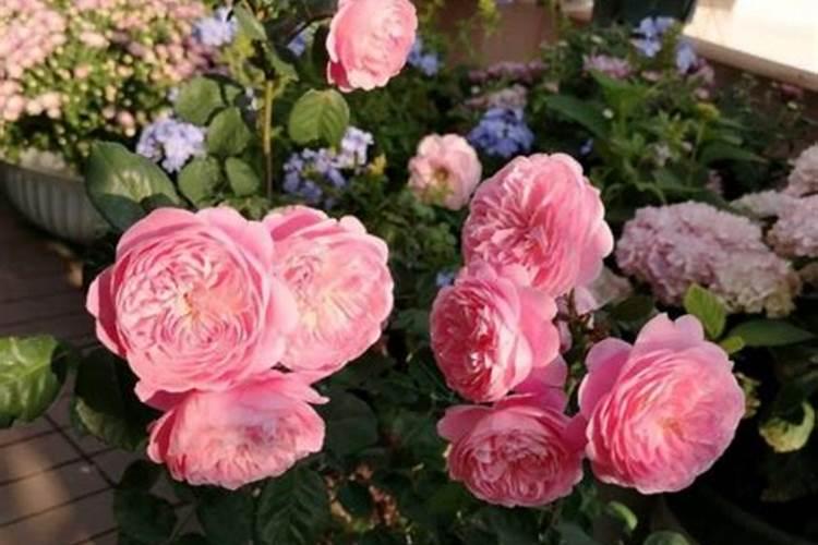 月季花什么时候施肥