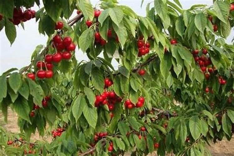 大樱桃落花落果,如何管理才能保住果实？