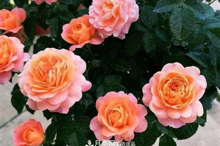 月季花施肥时间 月季花什么时候施肥