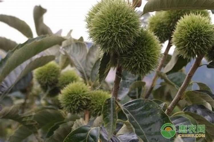 钾肥氮肥磷肥对植物的作用