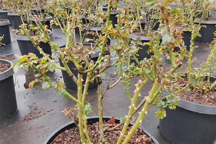 月季什么时候施肥