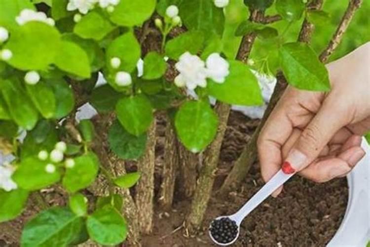 钾肥对植物的作用 钾肥促进哪部分生长