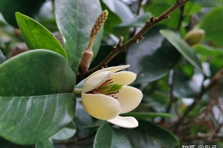 含笑花盆栽施肥方法