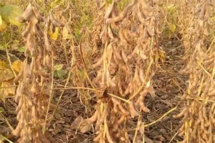 八月份还能叶面喷施磷酸二氢钾吗