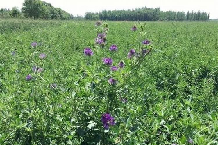 紫花苜蓿草一年施肥几次