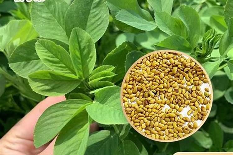 紫花苜蓿出苗后施什么肥料