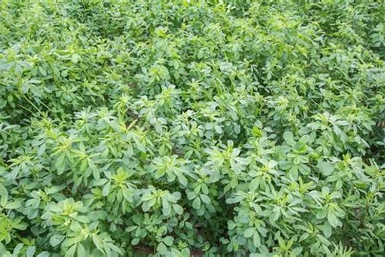 紫花苜蓿用什么肥料好