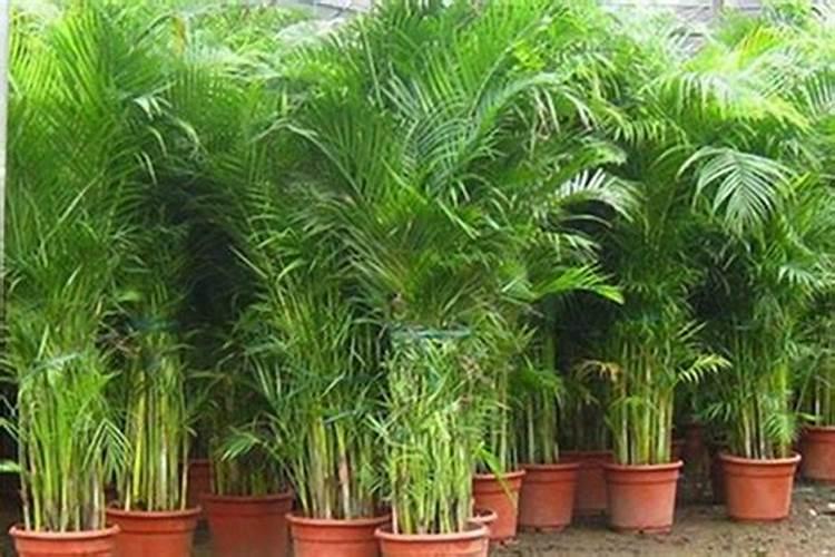 哪些绿植适合氮肥