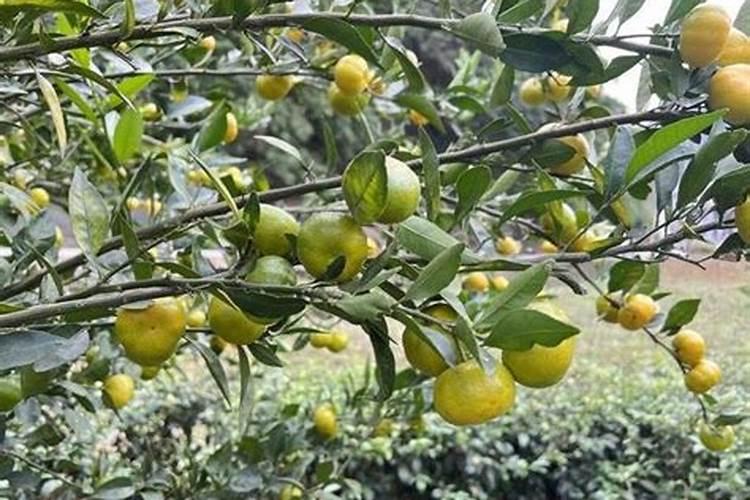 兰花开花能浇水吗 兰花这样浇才能开花不断