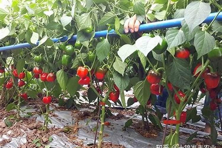 橘子树用什么肥料