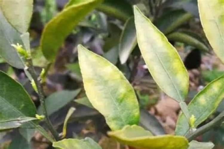 兰花能用氯化钾吗？
