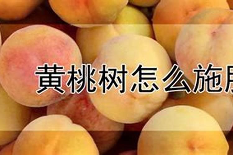 黄桃施肥最佳时间 施什么肥料好