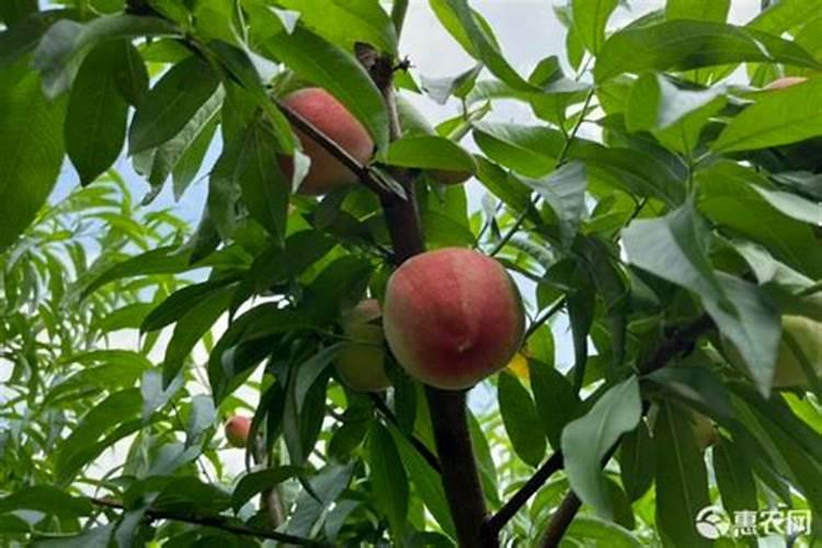 黄桃施肥最佳时间 施什么肥料好