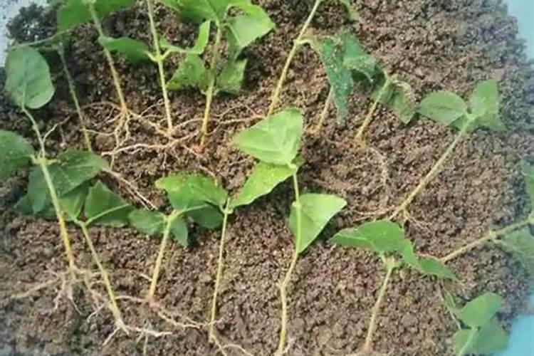 发酵好的鱼蛋白怎样保存不会坏