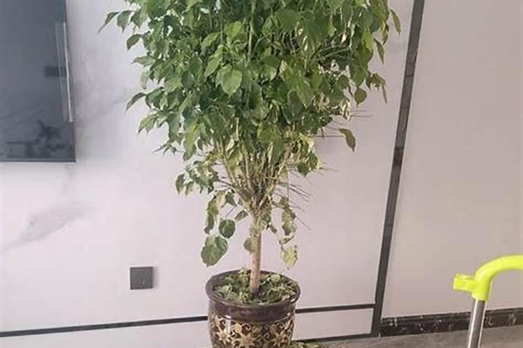 黄腐酸钾可以和鱼蛋白混冲施吗