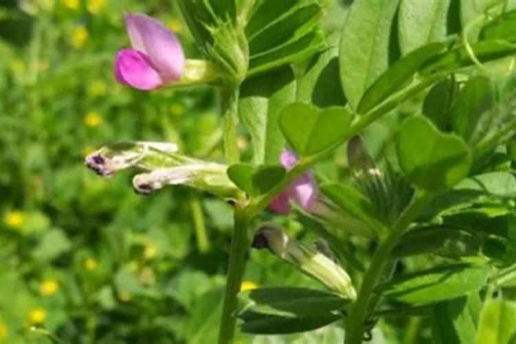 豆科植物为什么不用氮肥