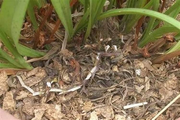 米糠可以做肥料吗