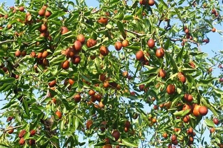 八月份小麦价格