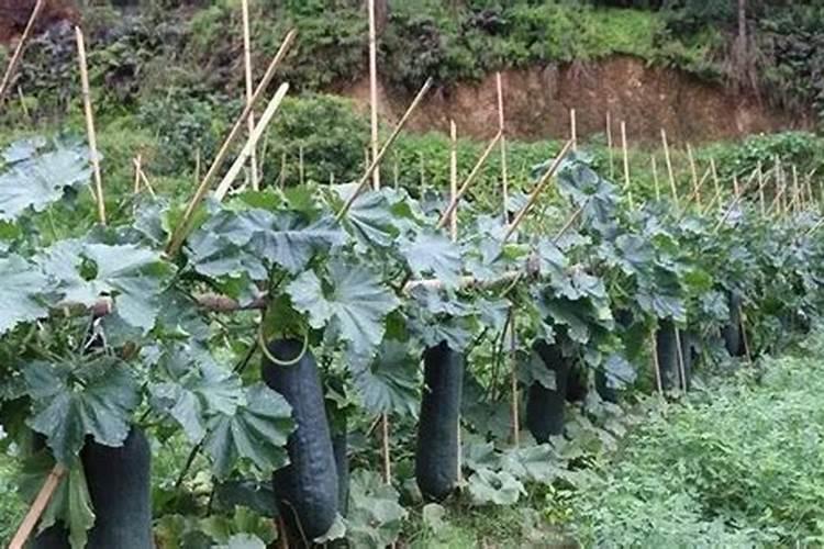 黄腐酸和黄腐酸钾有何区别？一亩地冲施黄腐酸钾多少用量合适