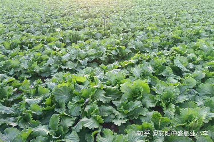 钾肥和氮肥的怎么区分