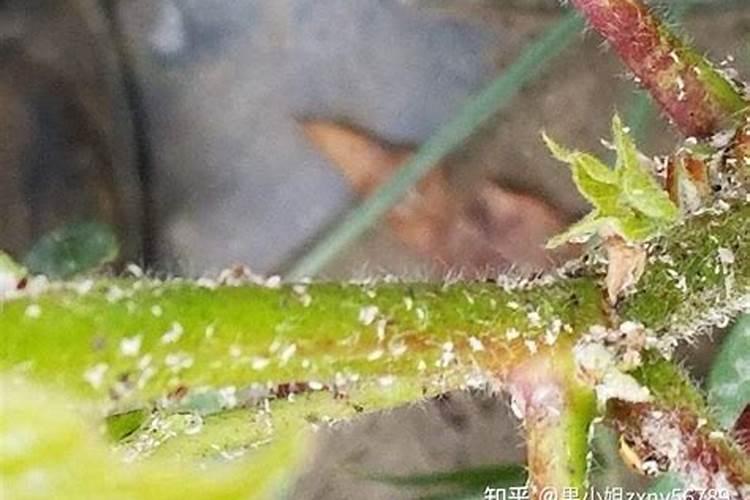 吡虫啉埋在桃树根部治蚜虫吗？