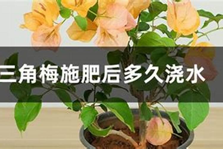 西红柿什么时候施肥西红柿施肥时间