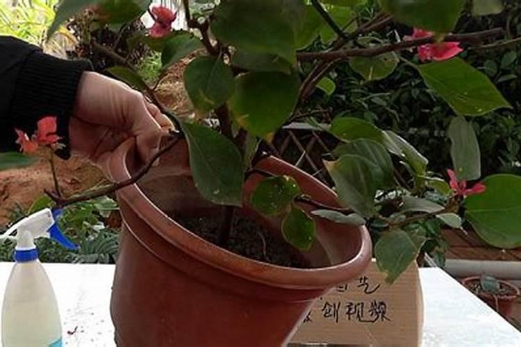 三角梅看到花苞后的施肥方法