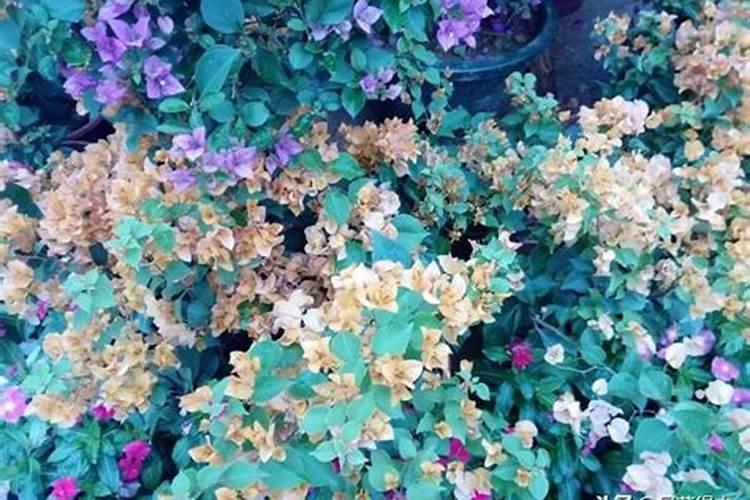 三角梅花期后如何施肥花开不断