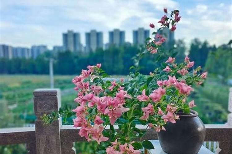 三角梅使用什么肥料爆长新根