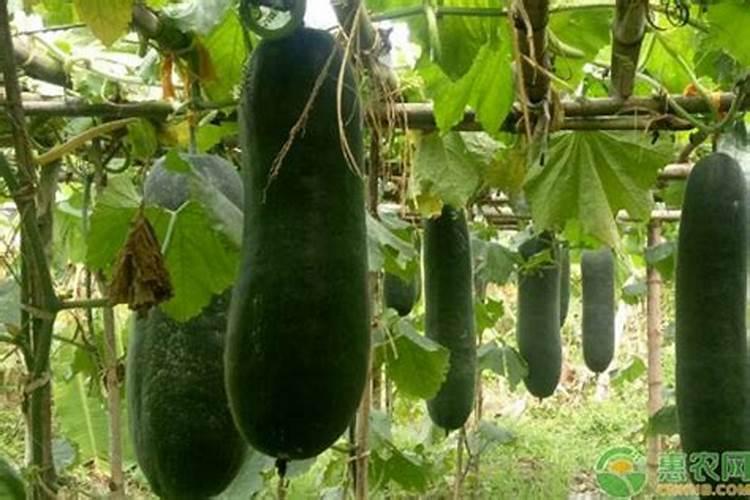冬瓜多久施一次肥