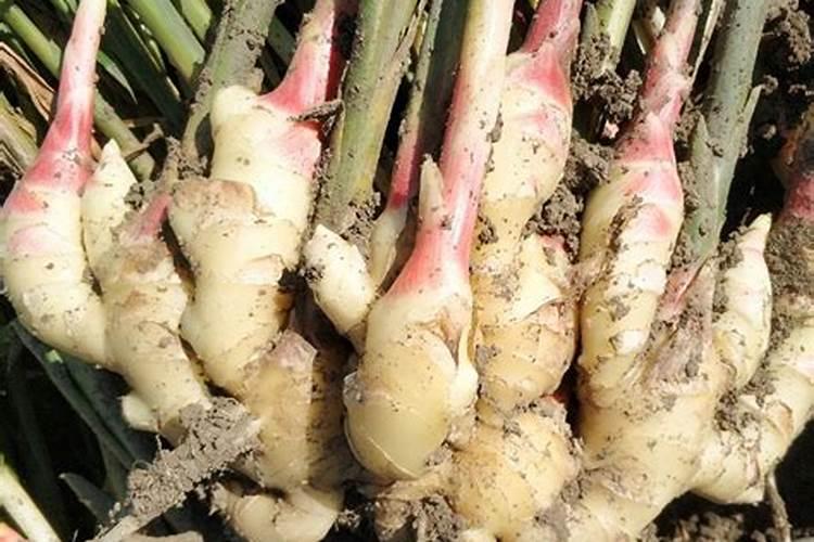 浇花氮肥有哪些